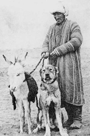 pastore Uzbeko con cane e asino