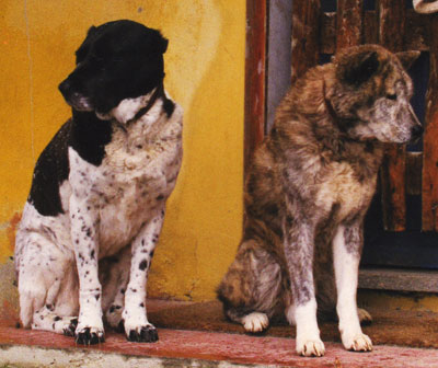 vecchio Shiro con Orca io e il pastore dell' asia centrale