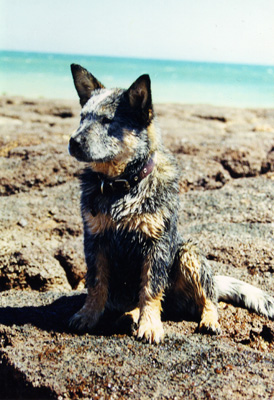 Cattle Dog Dingo