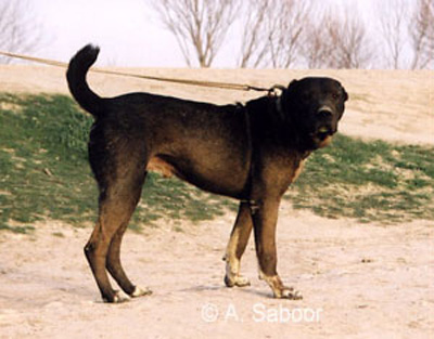 foto di cane afgano di Mr. Rasaq Quadririe