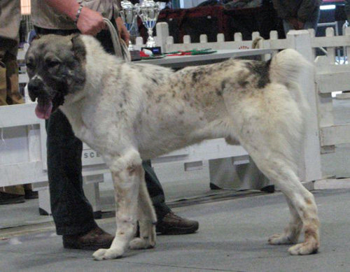 Mammut a 2 anni