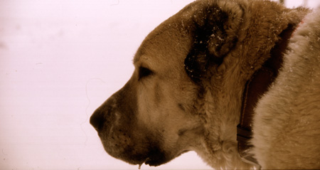 Steppa