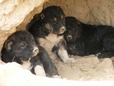 cuccioli in Tagikistan