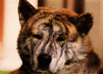 Akita Inu Shiro io e il pastore dell'asia centrale