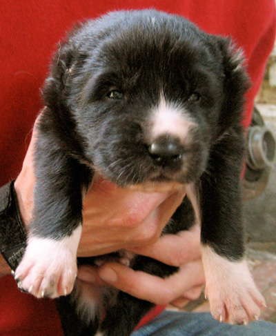 Yeti cucciolino a 15 giorni