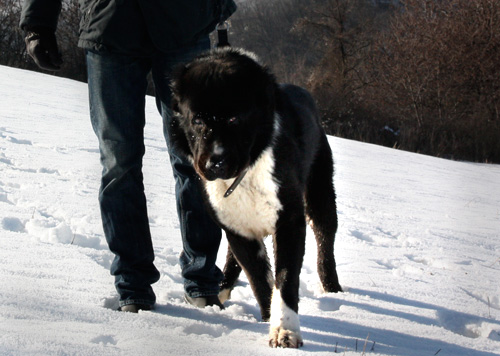 Yeti a 3 anni