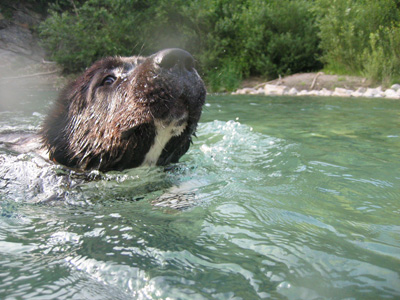 Yeti guada il fiume