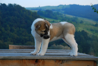Tundra a 45 giorni