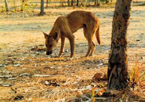 Dingo del Northern Territory Dingo del Northern Territory