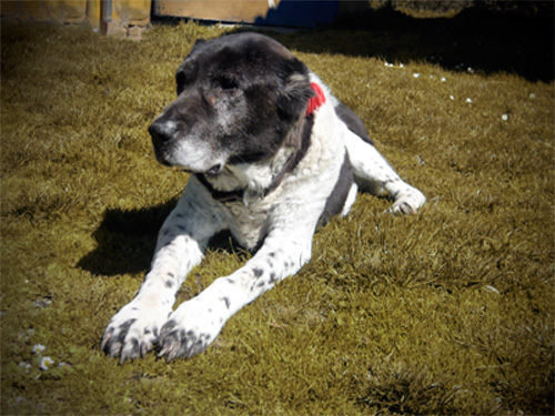 Orca a 16 anni