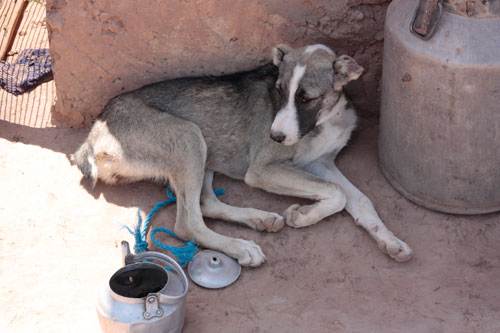 Manta nella steppa all'ombra. Manta nella steppa all'ombra.