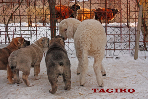 Primo incontro con l'agnello Primo incontro con l'agnello