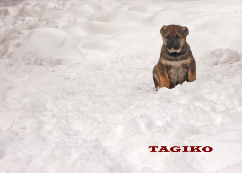 Taigan. Taigan.