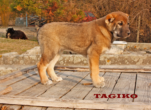 Taigan (età 2 mesi) Taigan (età 2 mesi)