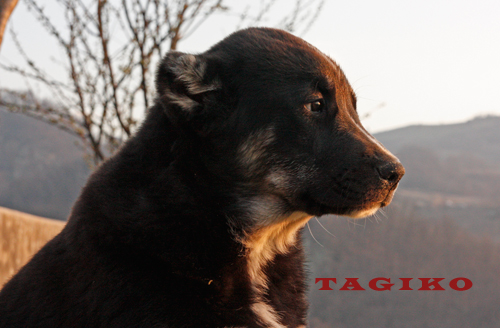 Tigre (età quasi 3 mesi) Tigre (età quasi 3 mesi)