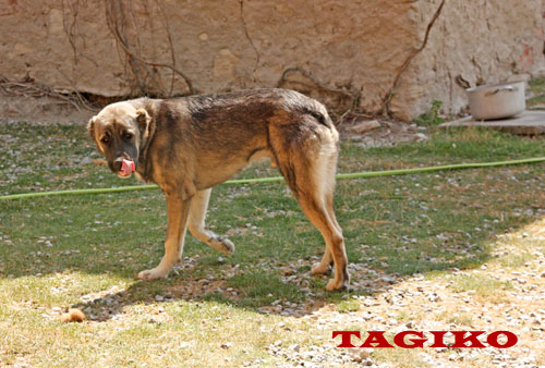 Bubu (Urangutan) a 9 mesi Bubu (Urangutan) a 9 mesi