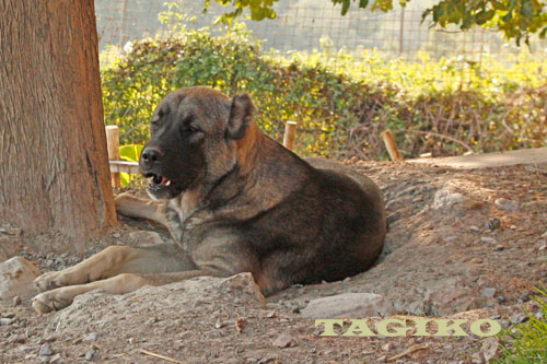 Bubu (Urangutan) a 9 mesi Bubu (Urangutan) a 9 mesi
