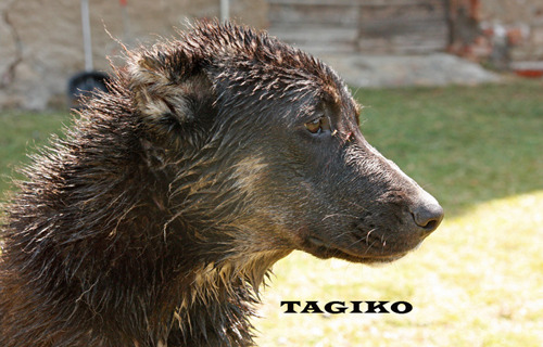 Tigre a 6 mesi. Tigre a 6 mesi.