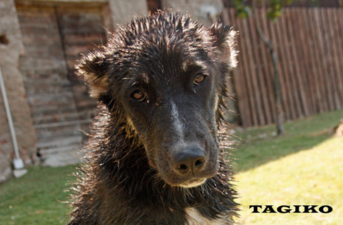 Tigre a 6 mesi. Tigre a 6 mesi.
