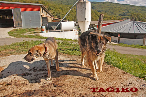 Taigan e Chango