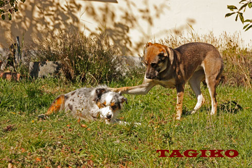 Taigan e Rose