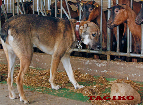 Taigan e le capre