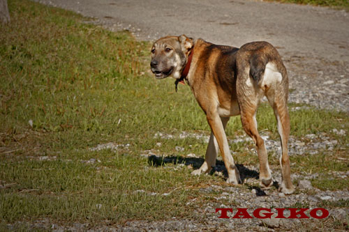 Taigan 8 mesi - figlia di Manta e Vulcano