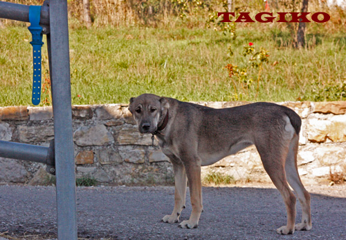 Taigan a 8 mesi e mezzo