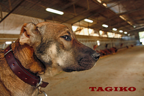 Taigan a 8 mesi e mezzo