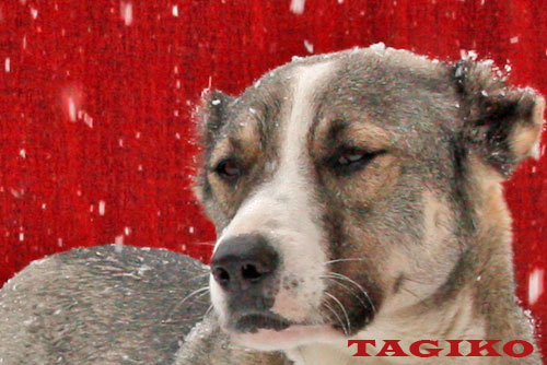 Manta cane aborigeno del Tagikistan Manta cane aborigeno del Tagikistan