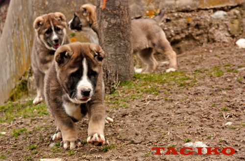 Kodiak, Koala e Cobra a 50 giorni Kodiak, Koala e Cobra a 50 giorni