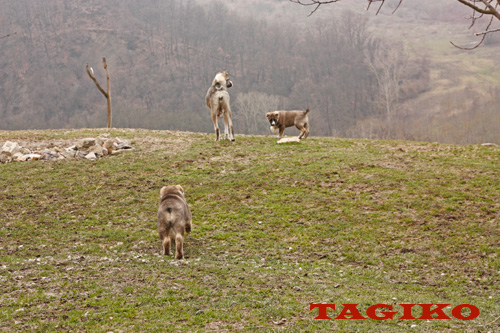 Manta e i suoi cuccioli dopo l'inverno 2013 Manta e i suoi cuccioli dopo l'inverno 2013