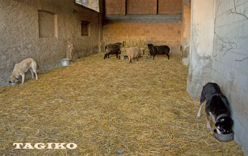 I cani che mangiano nella coshara I cani che mangiano nella coshara