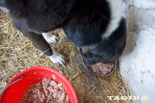 Yeti e la sua cena Yeti e la sua cena
