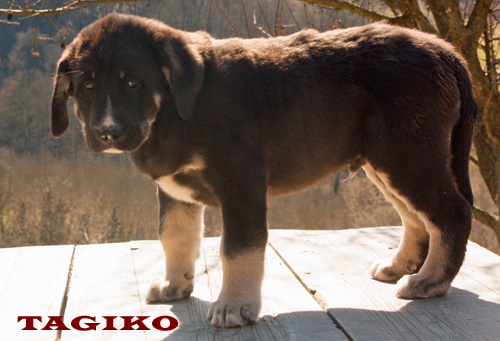 Bufalo maschio Bufalo maschio