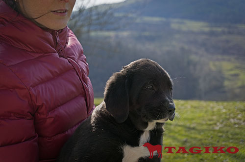 Cucciola a 50 giorni