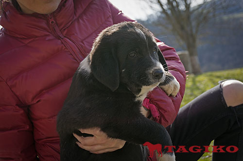 Cucciola a 50 giorni