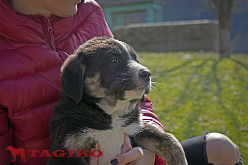 Cucciola a 50 giorni