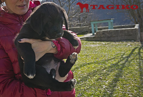 Cucciola a 50 giorni