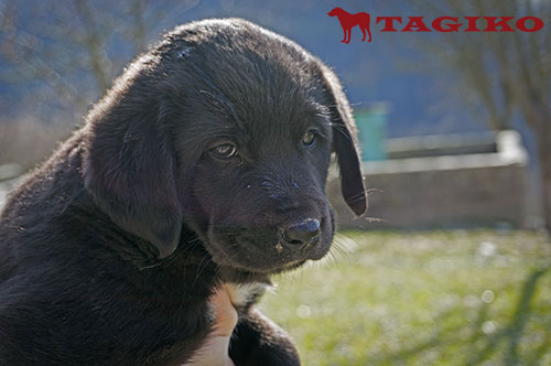 Cucciolo a 50 giorni