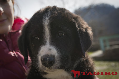 Cucciolo a 50 giorni