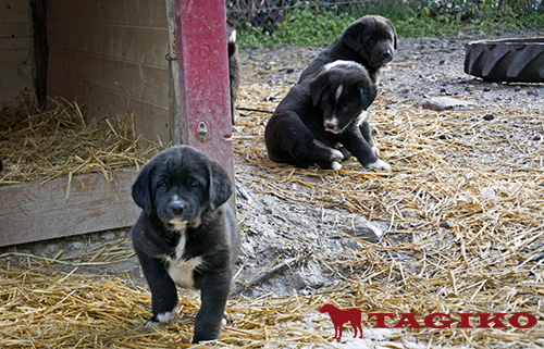Cuccioli tagiki 2106 Cuccioli tagiki 2106