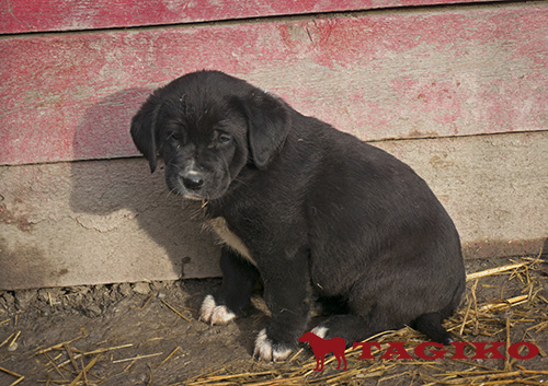 Cuccioli tagiki 2106 Cuccioli tagiki 2106