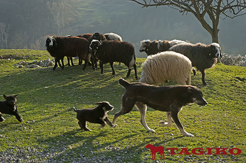 Cuccioli tagiki 2106