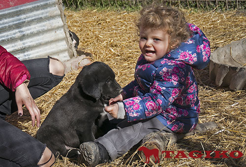 Vivina e i cuccioli