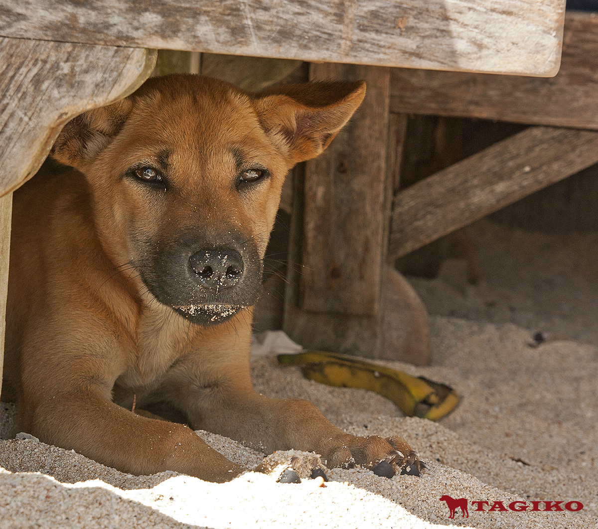 Bali-dog