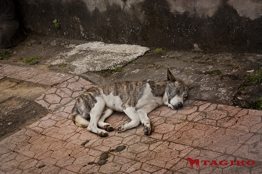 Sad-sleeping-dog