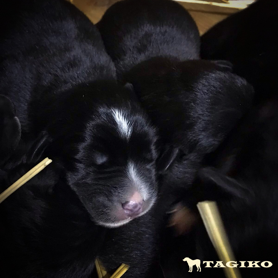 Cucciolo-maschio-Jeelan