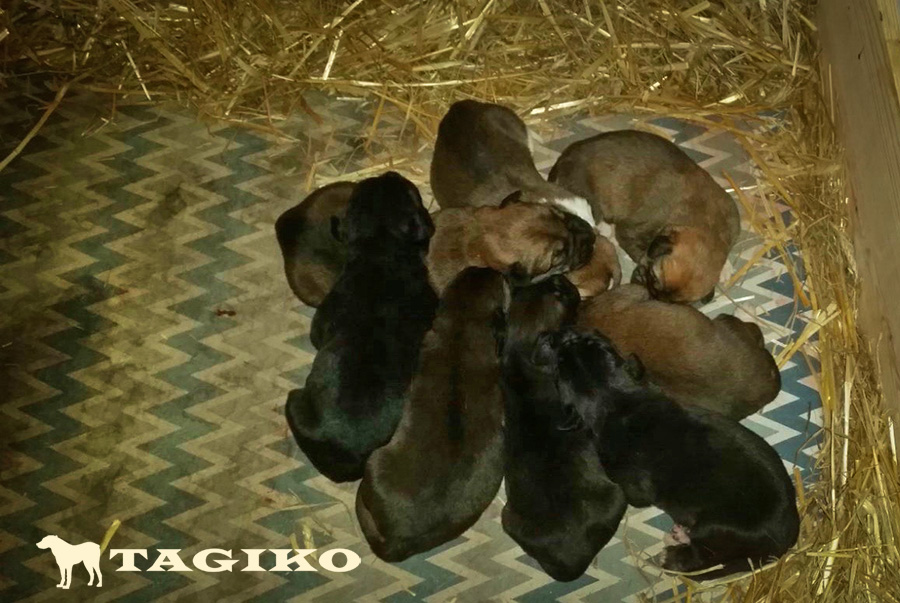 Cuccioli-neonati-Sirlaan-e-Taipan