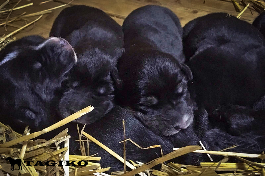 Foto-di-gruppo-nerini